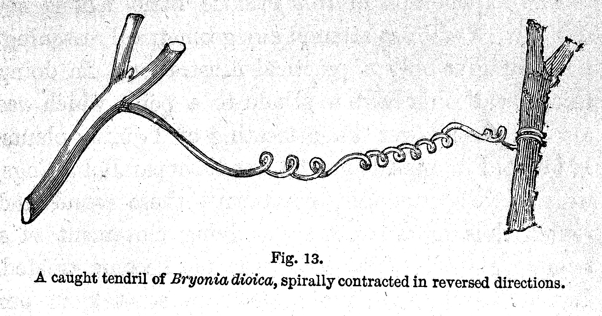 Illustration from Darwin’s ‘On the Movements and Habits of Climbing Plants’